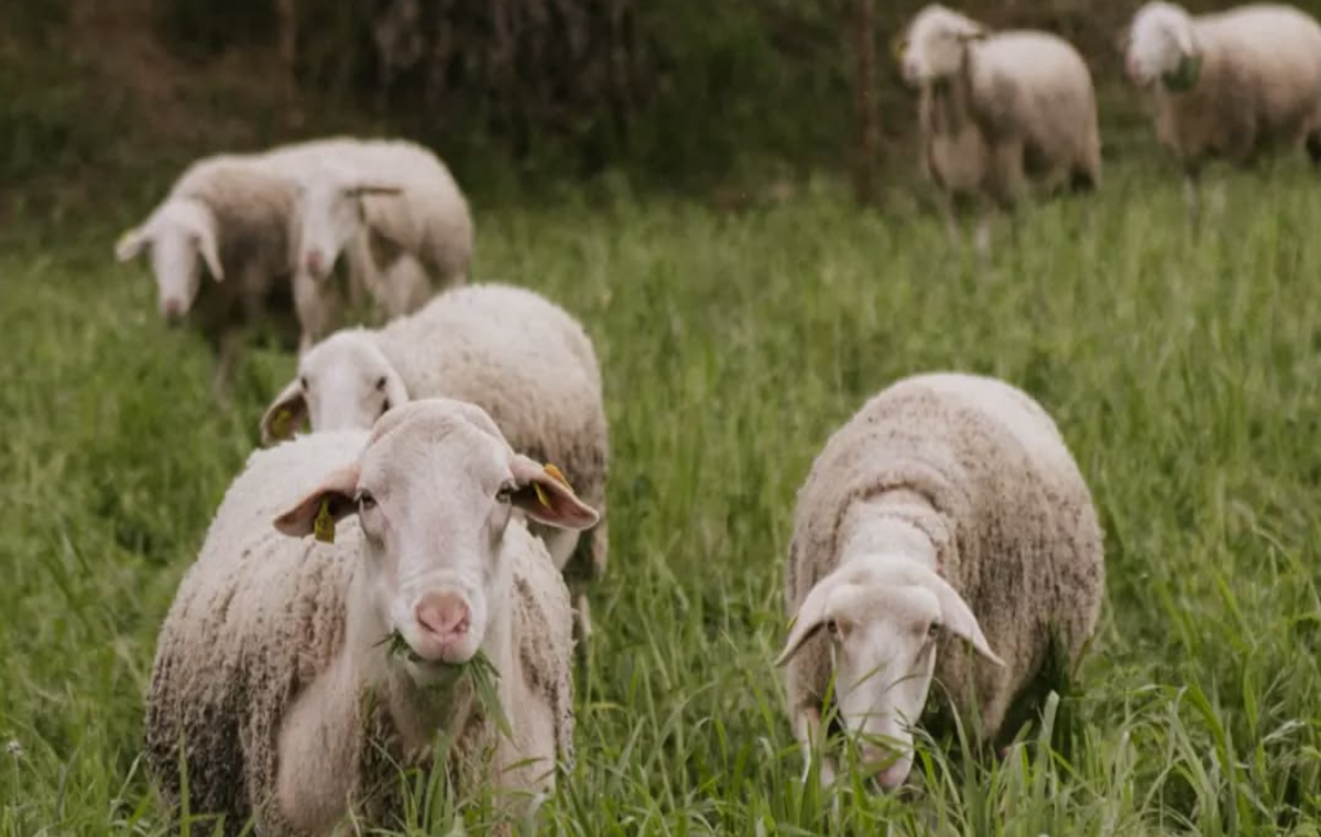 Visita a la Granja d'Ovelles- Per a 3 Persones