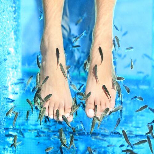Fish pedicure color para 2 personas.