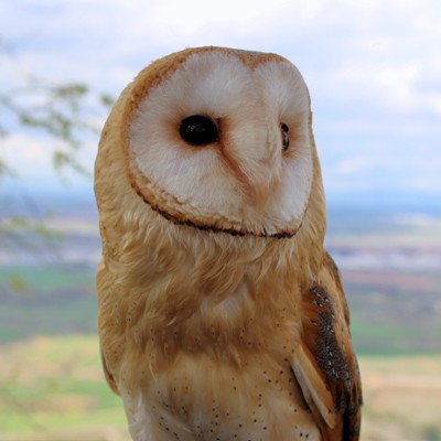 Experiencia con aves nocturnas