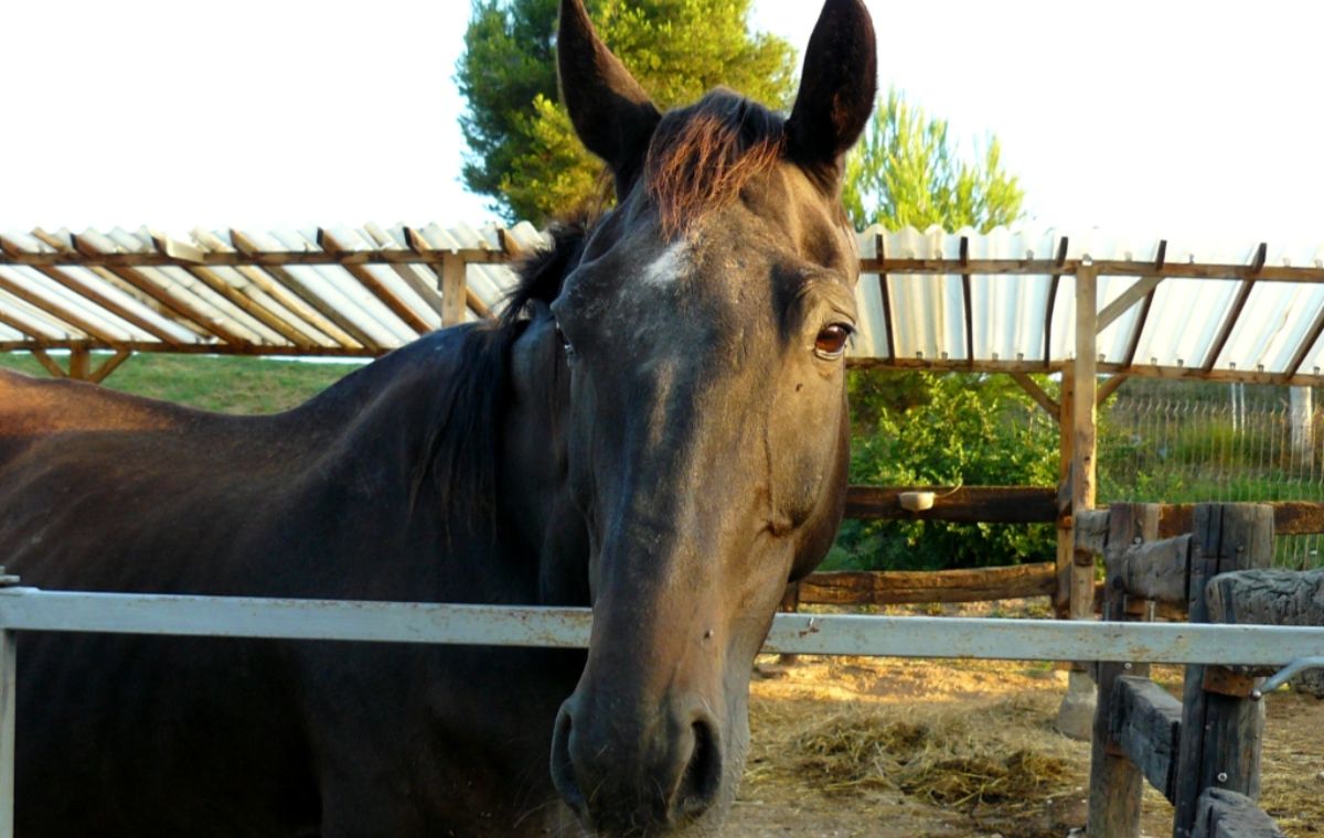 Un día en la granja en familia