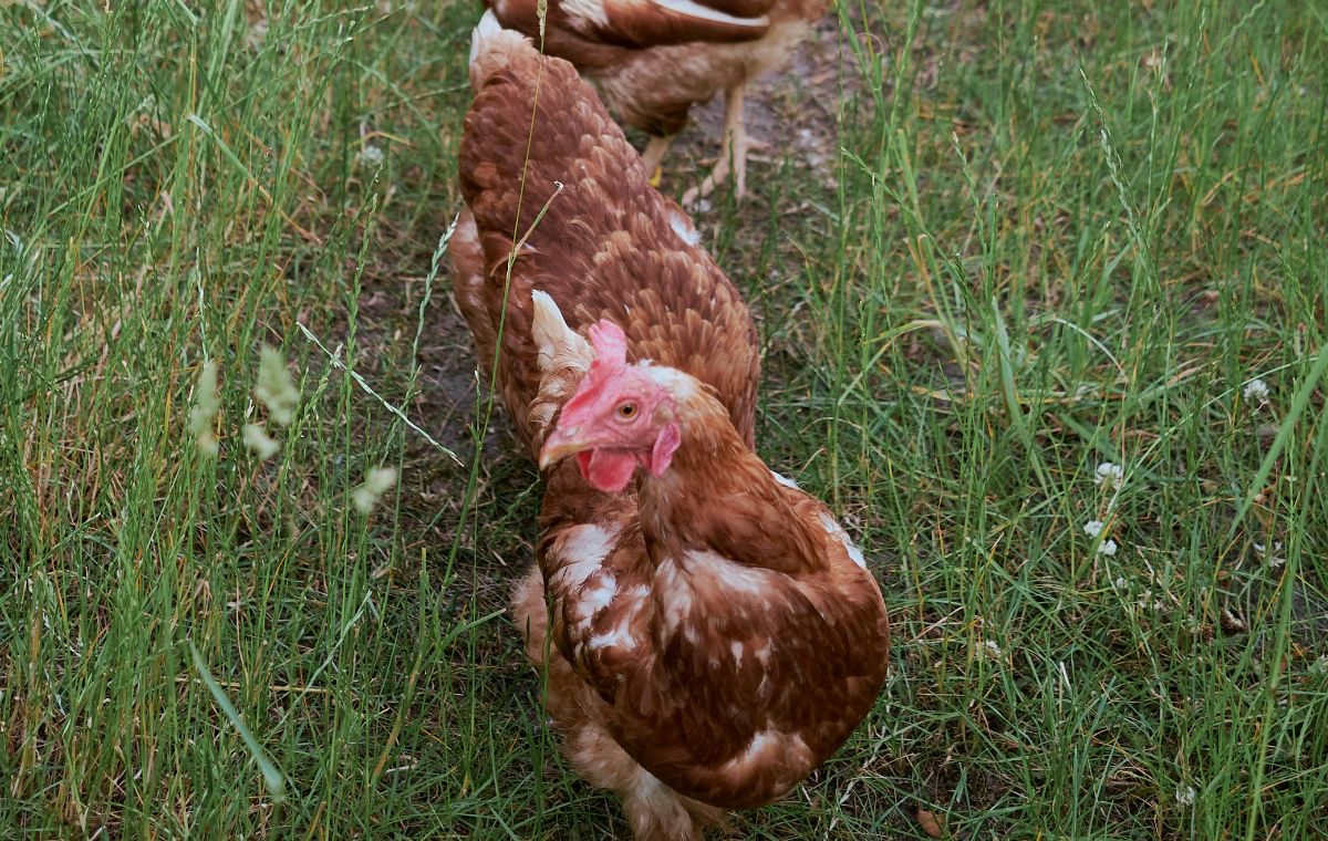 Experiencia con Gallinas + Taller del Huevo - Para 2 Adultos + 3 Niños