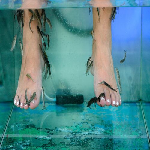 Fish pedicure cava  para 1 persona