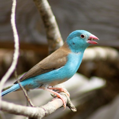 Visita  El Jardín De los Pájaros