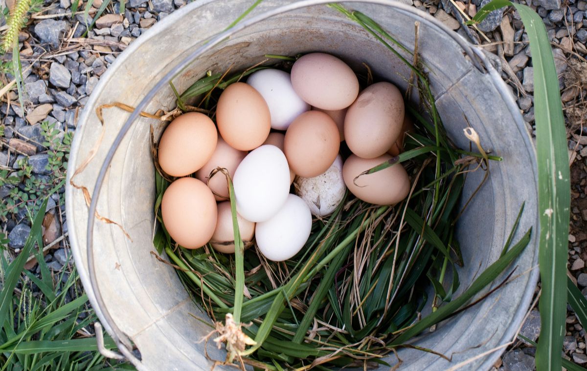 Experiencia con Gallinas + Taller del Huevo 